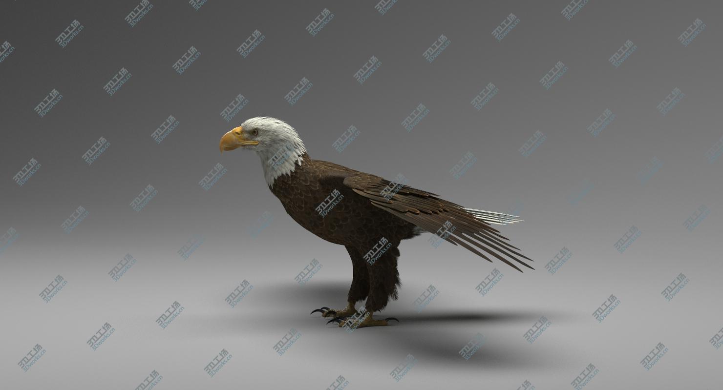 images/goods_img/20210113/3D American Bald Eagle Rigged model/5.jpg